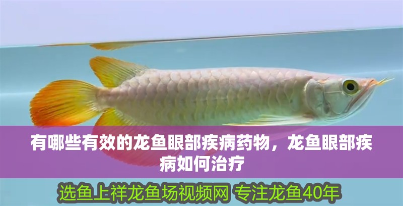 有哪些有效的龍魚眼部疾病藥物，龍魚眼部疾病如何治療