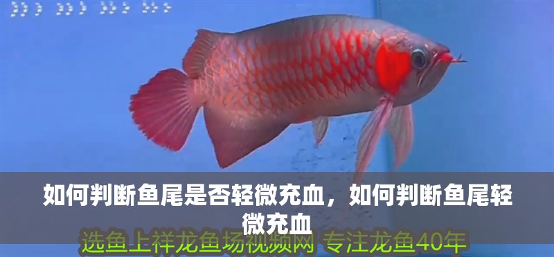 如何判斷魚尾是否輕微充血，如何判斷魚尾輕微充血