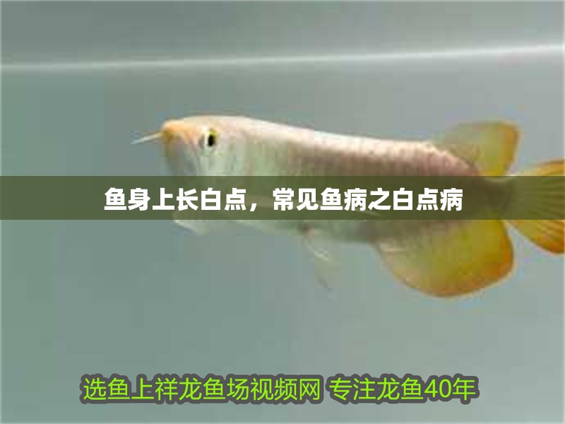 魚身上長白點，常見魚病之白點病