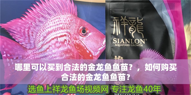 哪里可以買到合法的金龍魚魚苗？，如何購買合法的金龍魚魚苗？