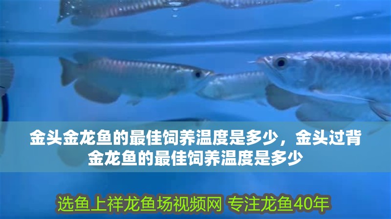 金頭金龍魚的最佳飼養溫度是多少，金頭過背金龍魚的最佳飼養溫度是多少