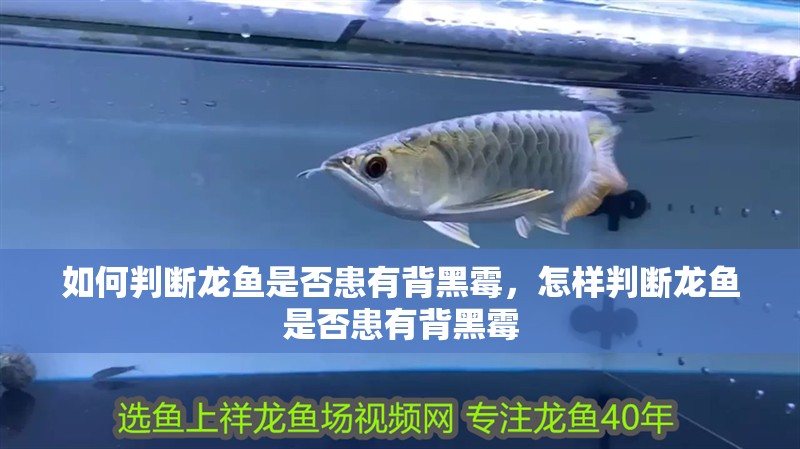 如何判斷龍魚是否患有背黑霉，怎樣判斷龍魚是否患有背黑霉