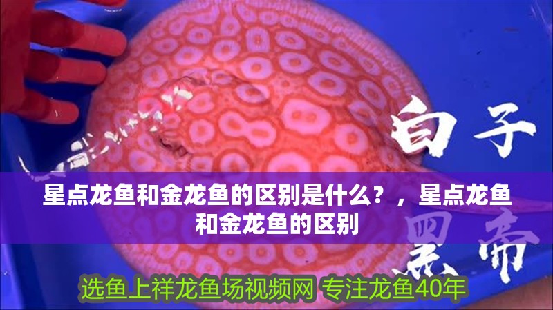 星點(diǎn)龍魚和金龍魚的區(qū)別是什么？，星點(diǎn)龍魚和金龍魚的區(qū)別