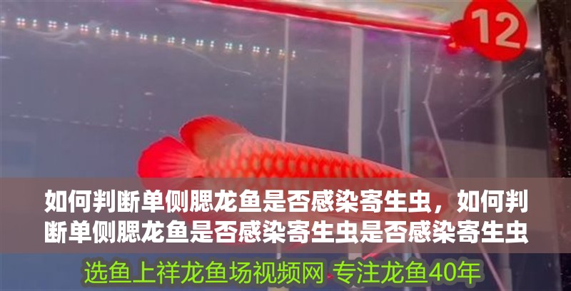 如何判斷單側(cè)腮龍魚是否感染寄生蟲，如何判斷單側(cè)腮龍魚是否感染寄生蟲是否感染寄生蟲