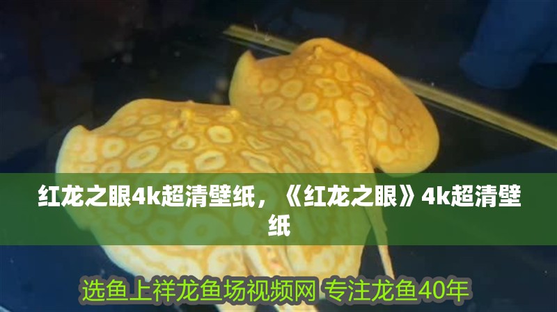 紅龍之眼4k超清壁紙，《紅龍之眼》4k超清壁紙