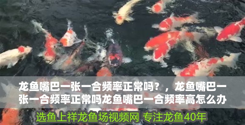龍魚嘴巴一張一合頻率正常嗎？，龍魚嘴巴一張一合頻率正常嗎龍魚嘴巴一合頻率高怎么辦