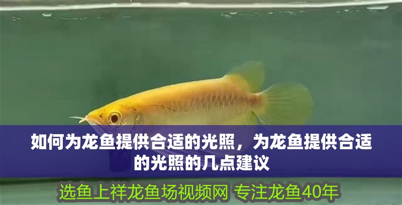 如何為龍魚提供合適的光照，為龍魚提供合適的光照的幾點建議