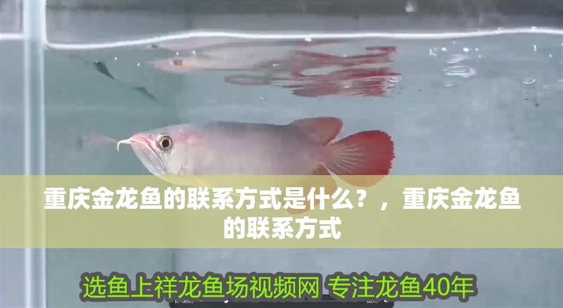 重慶金龍魚的聯系方式是什么？，重慶金龍魚的聯系方式