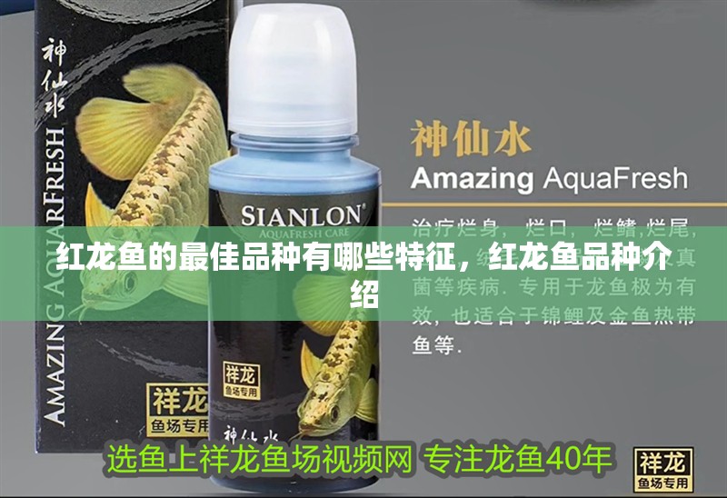 紅龍魚的最佳品種有哪些特征，紅龍魚品種介紹
