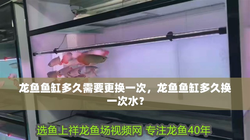龍魚魚缸多久需要更換一次，龍魚魚缸多久換一次水？