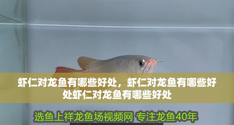 蝦仁對龍魚有哪些好處，蝦仁對龍魚有哪些好處蝦仁對龍魚有哪些好處
