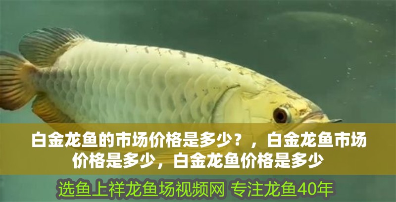 白金龍魚的市場價格是多少？，白金龍魚市場價格是多少，白金龍魚價格是多少