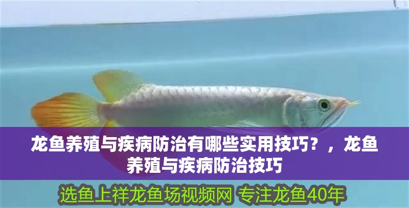 龍魚養(yǎng)殖與疾病防治有哪些實用技巧？，龍魚養(yǎng)殖與疾病防治技巧