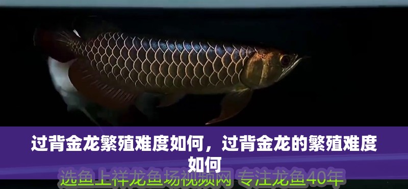 過背金龍繁殖難度如何，過背金龍的繁殖難度如何