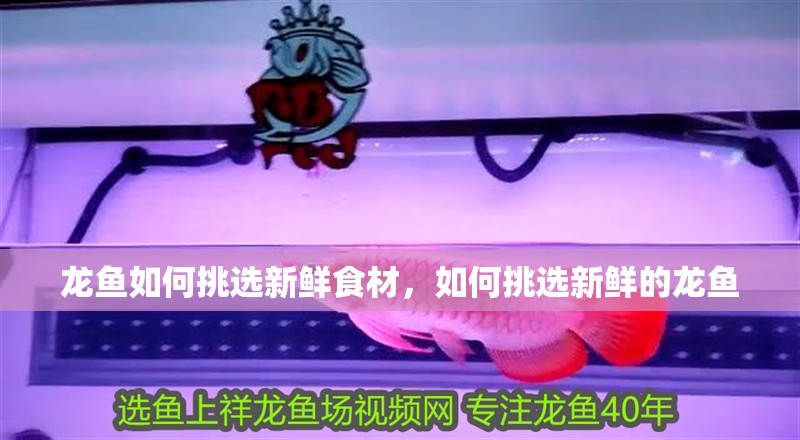 龍魚如何挑選新鮮食材，如何挑選新鮮的龍魚