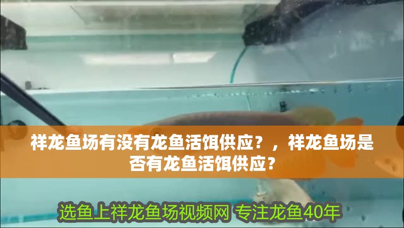 祥龍魚場有沒有龍魚活餌供應？，祥龍魚場是否有龍魚活餌供應？