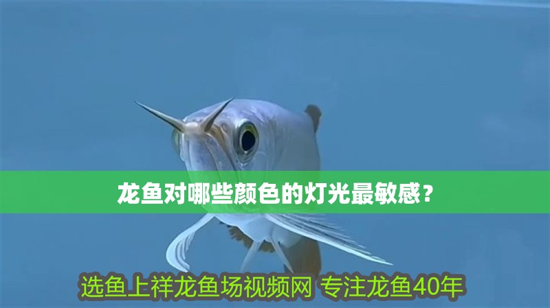 龍魚對哪些顏色的燈光最敏感？