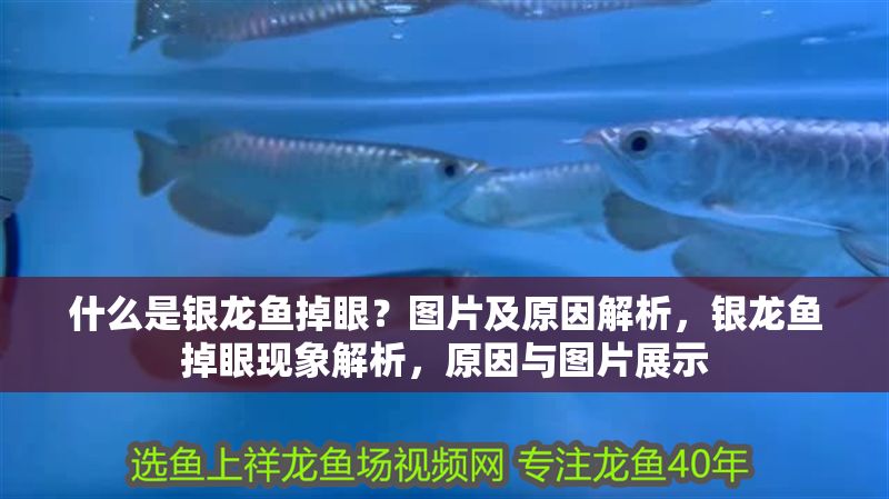 什么是銀龍魚掉眼？圖片及原因解析，銀龍魚掉眼現(xiàn)象解析，原因與圖片展示 什么是銀龍魚掉眼？圖片及原因解析，銀龍魚掉眼現(xiàn)象解析，原因與圖片展示 龍魚百科 第1張