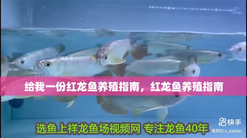 給我一份紅龍魚養殖指南，紅龍魚養殖指南