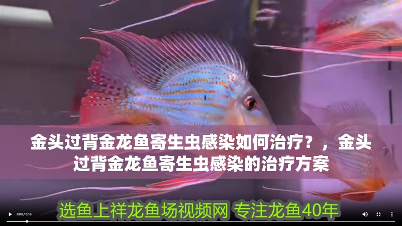 金頭過背金龍魚寄生蟲感染如何治療？，金頭過背金龍魚寄生蟲感染的治療方案