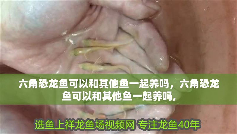 六角恐龍魚可以和其他魚一起養(yǎng)嗎，六角恐龍魚可以和其他魚一起養(yǎng)嗎,