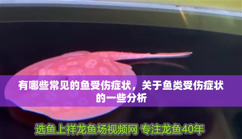 有哪些常見的魚受傷癥狀，關(guān)于魚類受傷癥狀的一些分析