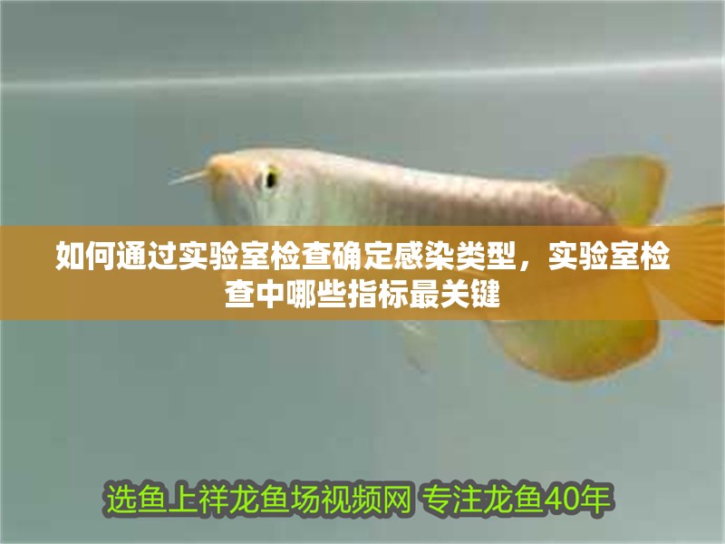 如何通過實(shí)驗(yàn)室檢查確定感染類型，實(shí)驗(yàn)室檢查中哪些指標(biāo)最關(guān)鍵
