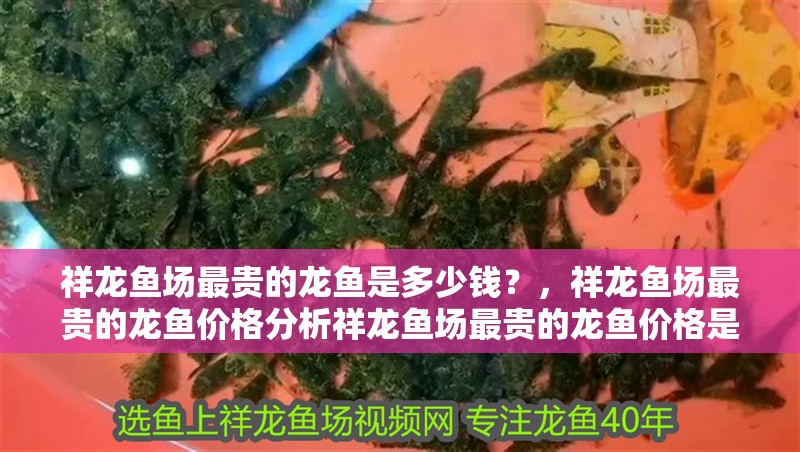 祥龍魚場最貴的龍魚是多少錢？，祥龍魚場最貴的龍魚價格分析祥龍魚場最貴的龍魚價格是多少
