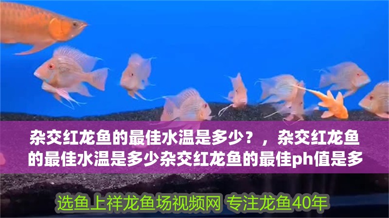 雜交紅龍魚的最佳水溫是多少？，雜交紅龍魚的最佳水溫是多少雜交紅龍魚的最佳ph值是多少