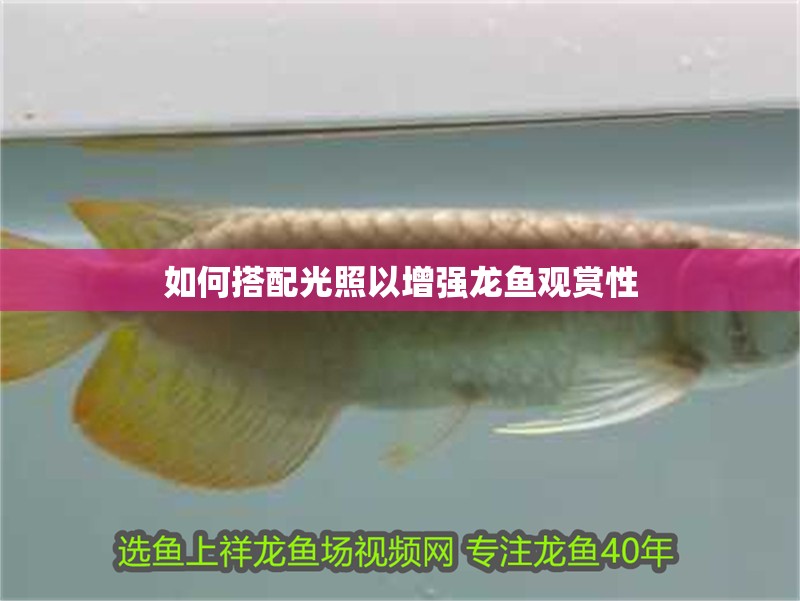 如何搭配光照以增強(qiáng)龍魚(yú)觀賞性