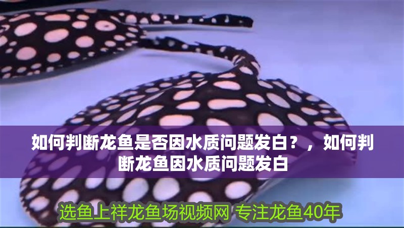 如何判斷龍魚是否因水質(zhì)問題發(fā)白？，如何判斷龍魚因水質(zhì)問題發(fā)白
