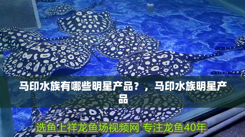馬印水族有哪些明星產(chǎn)品？，馬印水族明星產(chǎn)品