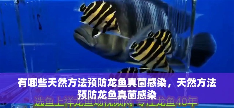 有哪些天然方法預(yù)防龍魚真菌感染，天然方法預(yù)防龍魚真菌感染