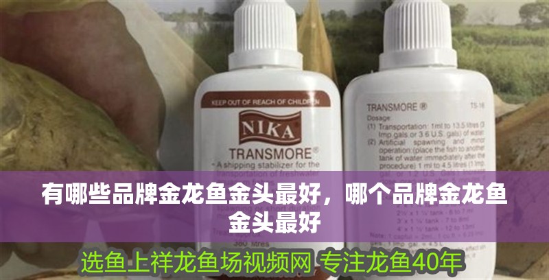 有哪些品牌金龍魚金頭最好，哪個品牌金龍魚金頭最好