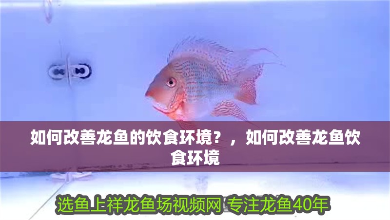 如何改善龍魚的飲食環(huán)境？，如何改善龍魚飲食環(huán)境