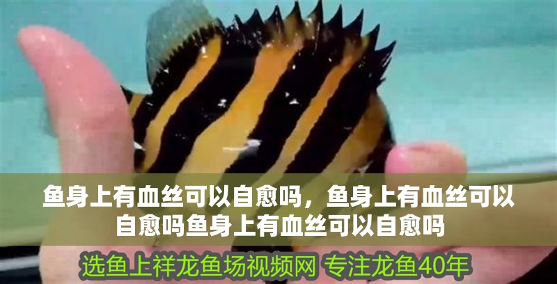 魚身上有血絲可以自愈嗎，魚身上有血絲可以自愈嗎魚身上有血絲可以自愈嗎