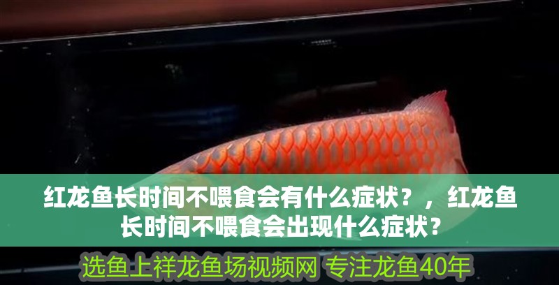 紅龍魚長(zhǎng)時(shí)間不喂食會(huì)有什么癥狀？，紅龍魚長(zhǎng)時(shí)間不喂食會(huì)出現(xiàn)什么癥狀？