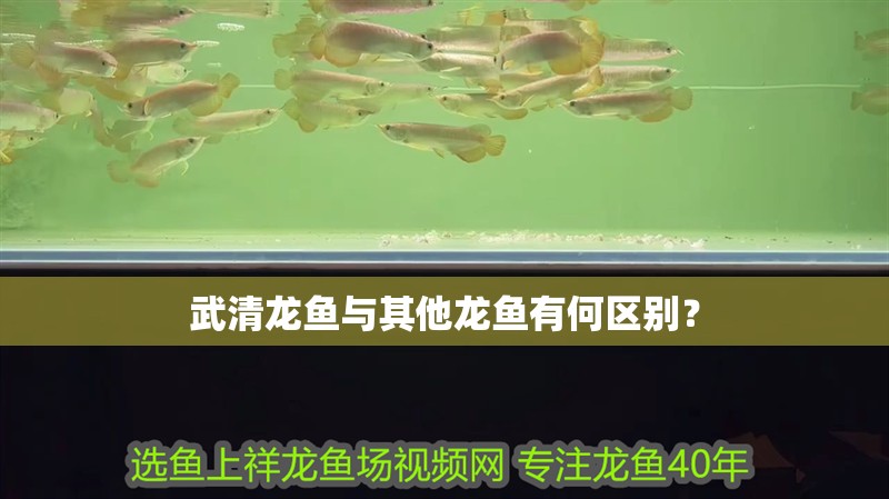 武清龍魚與其他龍魚有何區(qū)別？