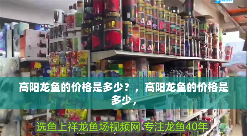 高陽龍魚的價格是多少？，高陽龍魚的價格是多少，