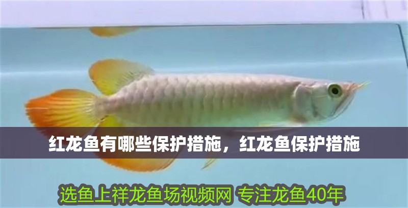 紅龍魚有哪些保護措施，紅龍魚保護措施
