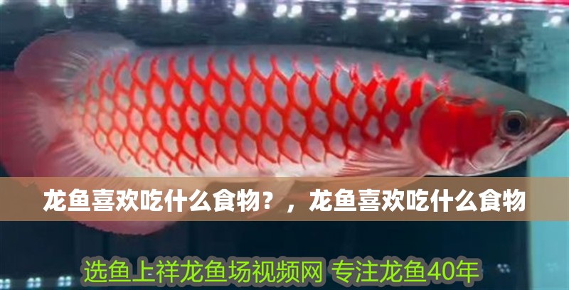 龍魚喜歡吃什么食物？，龍魚喜歡吃什么食物