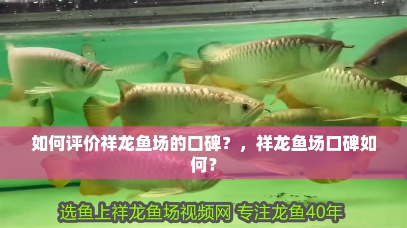 如何評價祥龍魚場的口碑？，祥龍魚場口碑如何？