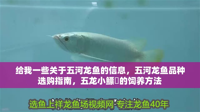 給我一些關于五河龍魚的信息，五河龍魚品種選購指南，五龍小鰾鮈的飼養方法