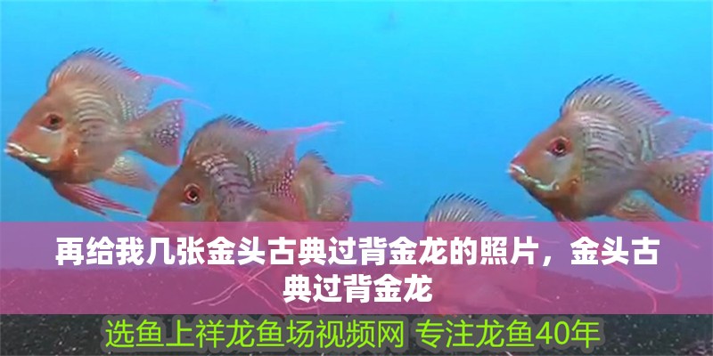 再給我幾張金頭古典過背金龍的照片，金頭古典過背金龍