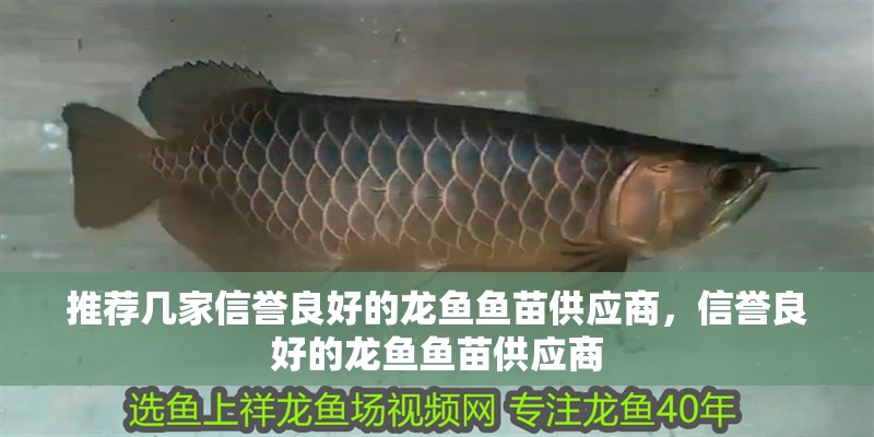 推薦幾家信譽良好的龍魚魚苗供應商，信譽良好的龍魚魚苗供應商