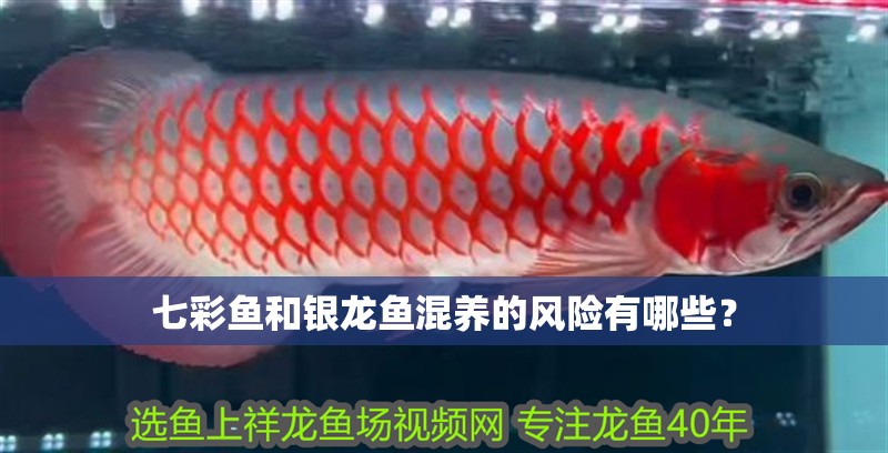 七彩魚和銀龍魚混養(yǎng)的風(fēng)險(xiǎn)有哪些？