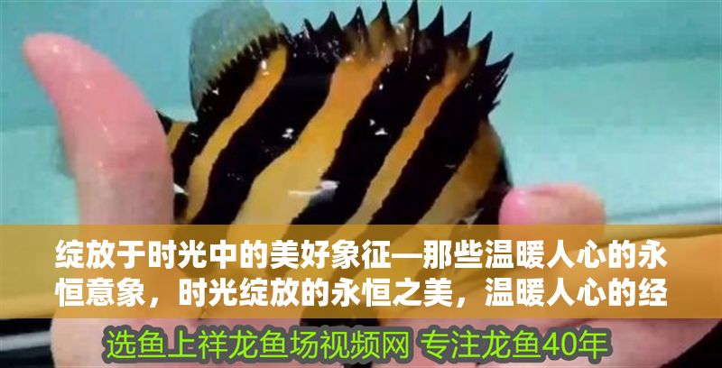 綻放于時光中的美好象征—那些溫暖人心的永恒意象，時光綻放的永恒之美，溫暖人心的經(jīng)典意象 綻放于時光中的美好象征—那些溫暖人心的永恒意象，時光綻放的永恒之美，溫暖人心的經(jīng)典意象 龍魚百科 第1張