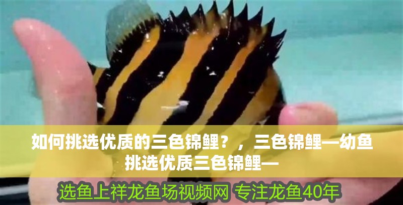 如何挑選優質的三色錦鯉？，三色錦鯉—幼魚挑選優質三色錦鯉—