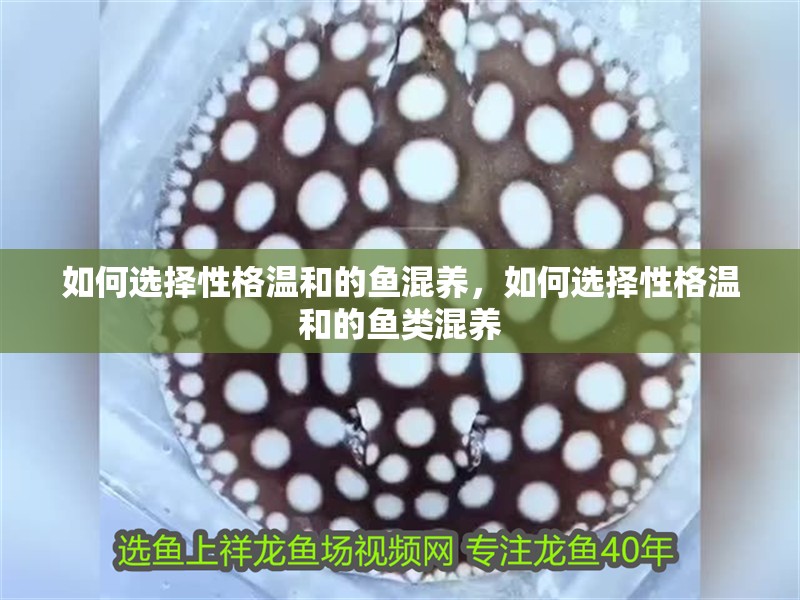 如何選擇性格溫和的魚混養，如何選擇性格溫和的魚類混養
