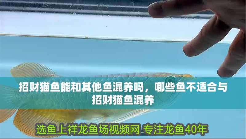 招財貓魚能和其他魚混養嗎，哪些魚不適合與招財貓魚混養